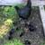 Chicks ayam cemani 9 thumbnail