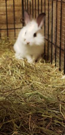 Sweet Baby Bunnies (Parker)63404303028099124