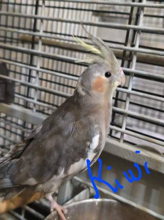 Cacatúas (Jackson)63843454878979122