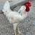 Chickens roosters 1 thumbnail