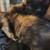 RUSSIAN BLUE KITTENS/ORANGE TABBY 7 thumbnail