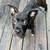 Puppy 2 thumbnail