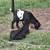 Nigerian Dwarf Goats 7 thumbnail
