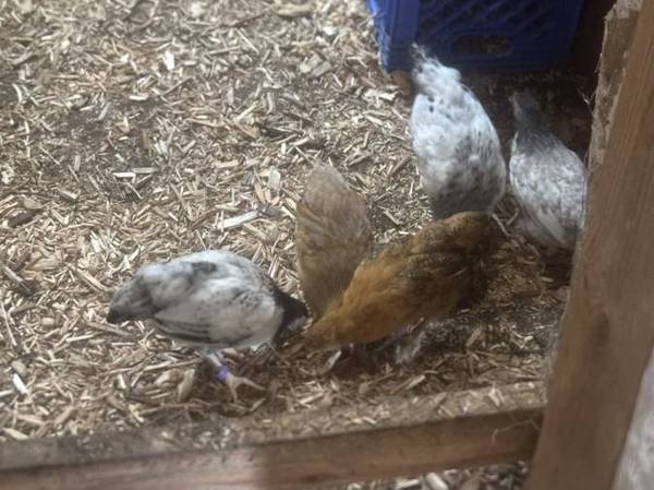 Hen Chickens 1