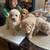 Toy poodle 20 thumbnail