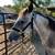 2yr old horse 5 thumbnail
