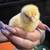 Easter Egger Chicks 2 thumbnail