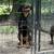 Female Rottie puppy 8 thumbnail