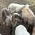 Katahdin whethers and ewes 5 thumbnail
