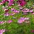 Beautiful Cosmos Flower Seeds 1 thumbnail