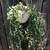 2 hanging string of bananas succulent plants 2 thumbnail