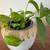 Healthy Potted Pothos Plant with Decorative Pot 1 thumbnail