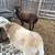 Sheep 5 thumbnail