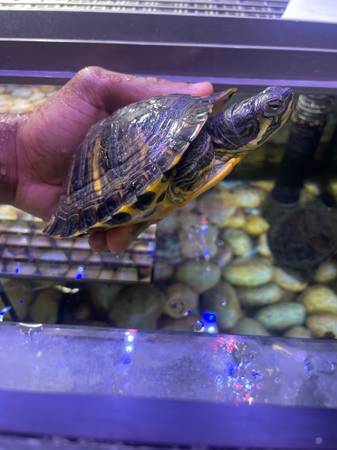 Las tortugas necesitan un hogar para siempre63686605068803120