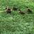 Muscovy ducks 6 thumbnail
