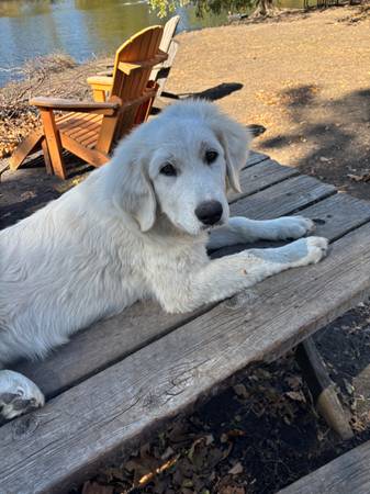 Re-homing Great Pyrenees dog (Olathe KS)63903108902274120
