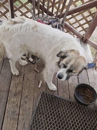 LGD - Livestock Guard Dog 1