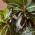 Large Houseplant-Croton 2 thumbnail