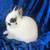 Netherland dwarfs 6 thumbnail