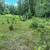 White Pine Balsam Trees 15 thumbnail