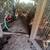 Cinnamon Queen Hens (Pullets)   For Sale 6 thumbnail