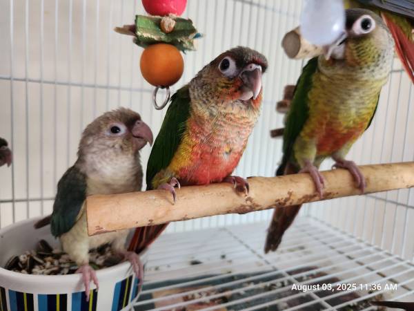Green cheek conure babies (Long Island City)63950516380802120
