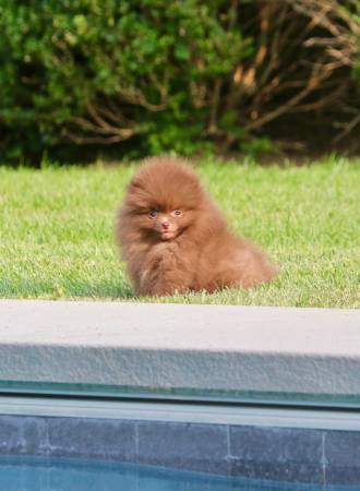 Cachorro de Pomerania (Greenwich, CT)63690136295427122