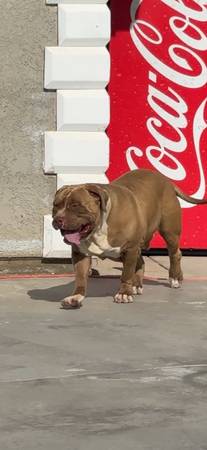 Rehoming My Puppies (Los Ángeles)63953954395138121