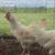 Fertilize eggs and Roosters 4 thumbnail