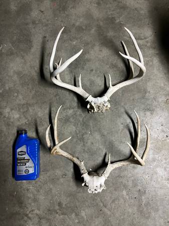 8 Deer skull euro mount 1