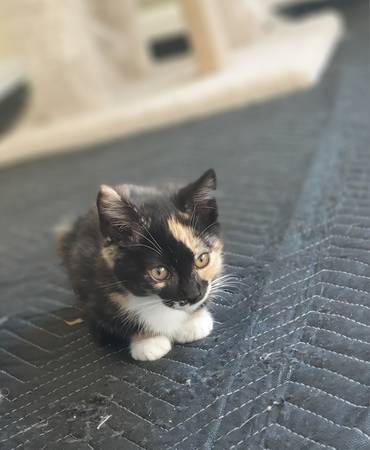 Gatitos (natomas)63848981460099121