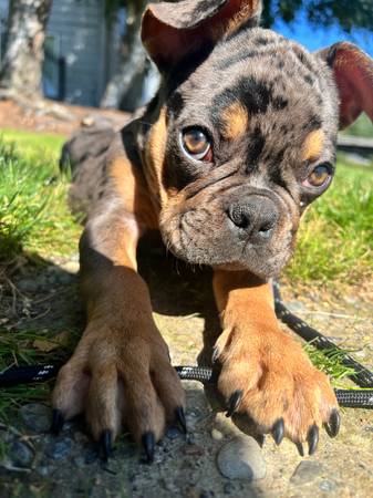 Merle Macho Frenchie (Lacey)63949077118339120