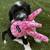 Female Sheepadoodle Puppy 3 thumbnail
