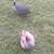 Guinea Keets 10 thumbnail