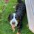Female AKC Bernese Mountain Dog 3 thumbnail