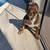 2024 Merle Rare English Bulldog 6 thumbnail