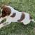 Puppy Australian Shepherd Texas Heeler 3 thumbnail