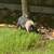 Baby Pigs Short breed 22 thumbnail