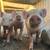 Mini Pigs 🐷 Piglets 1 thumbnail