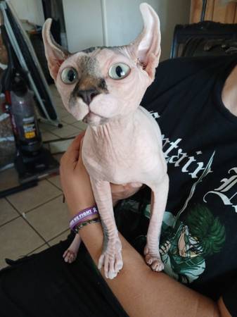 Sphynx Kitten (Las Vegas)63860184644993120