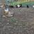 Laying Chickens and Pullets 5 thumbnail