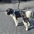 Loving and Affectionate Young Dog 3 thumbnail