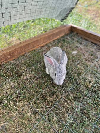 New Zealand x American chinchilla (Gloucester)63882831464321121