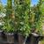 Privacy trees :: Ficus Nitida - Indian Laurel Fig 3 thumbnail