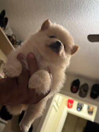 Pomeranian (Los Ángeles)63953679585155122