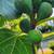 Chicago Hardy Fig Plant (Special variety) reduced price 3 thumbnail