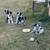 Collie heeler cross 1 thumbnail