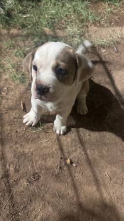 Tiny dog (Phoenix)63967426368770120