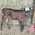 Weaned Heifers 1 thumbnail