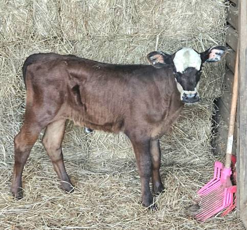 Weaned Heifers 1